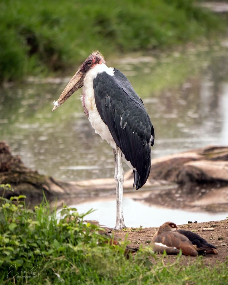 Marabou Stork