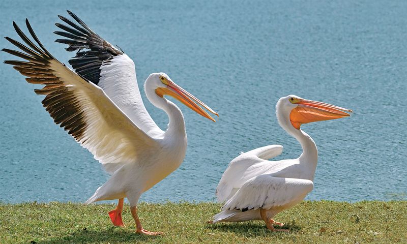 American White Pelican