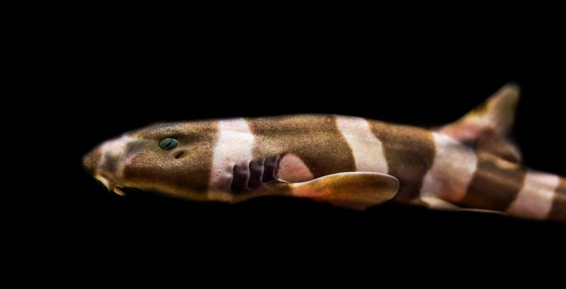 Marbled Catshark