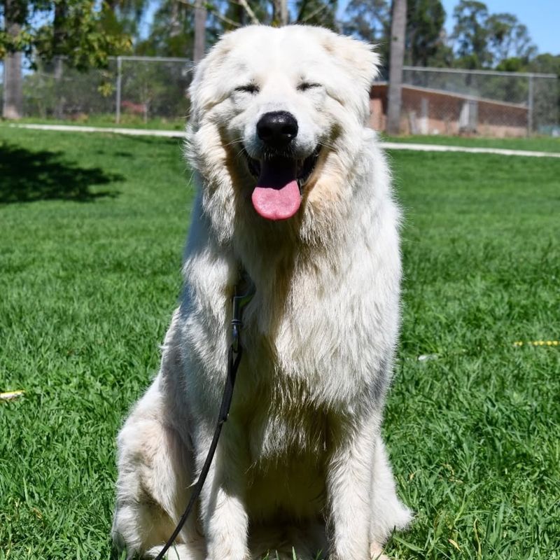 Maremma Sheepdog