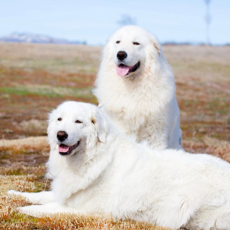 Maremma Sheepdog