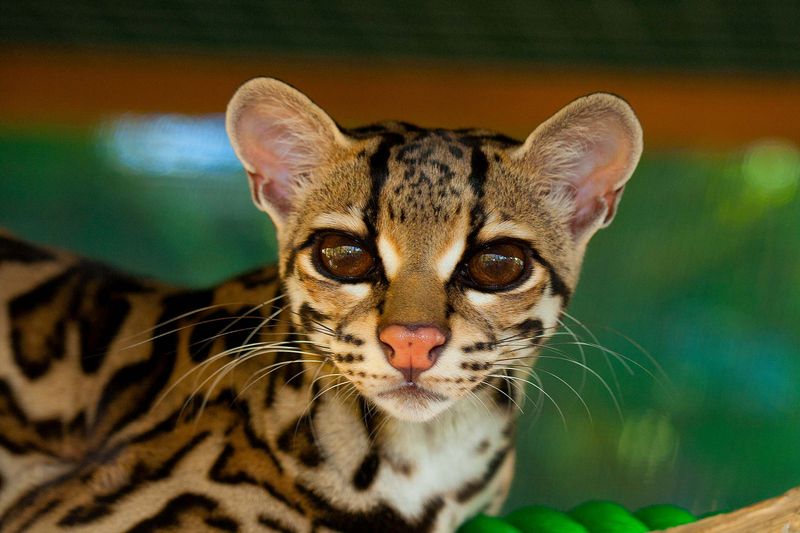 Margay