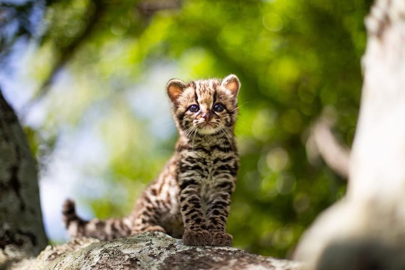 Margay