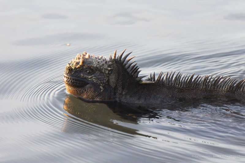 Marine Iguana - The Sea Dragon