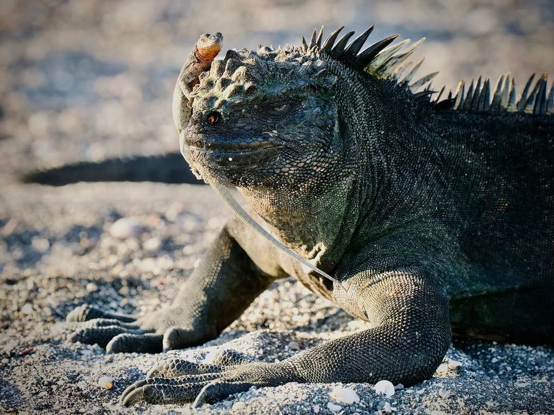 Marine Iguana