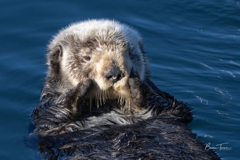 Marine Otter