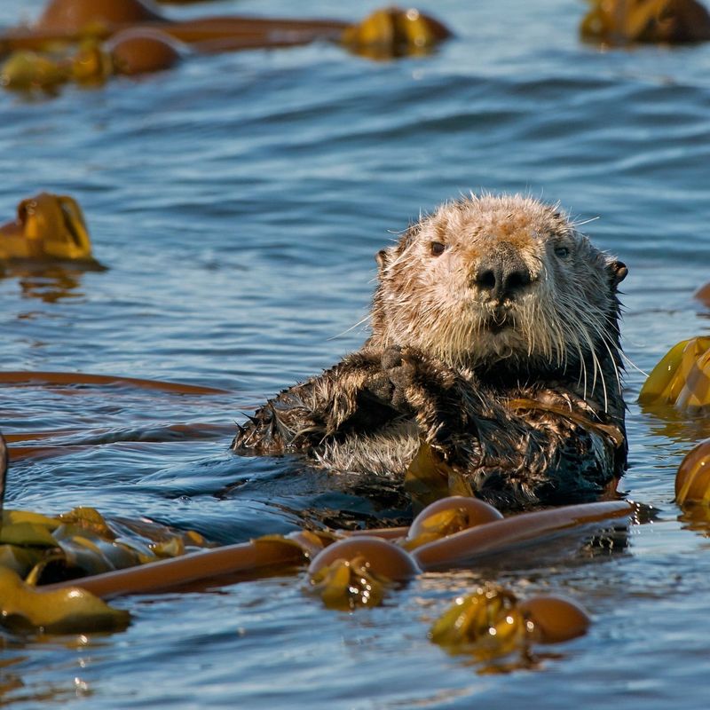 Marine Otter