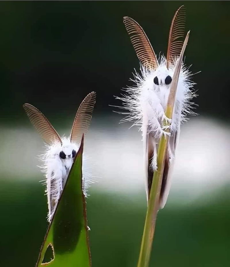 Venezuelan Poodle Moth