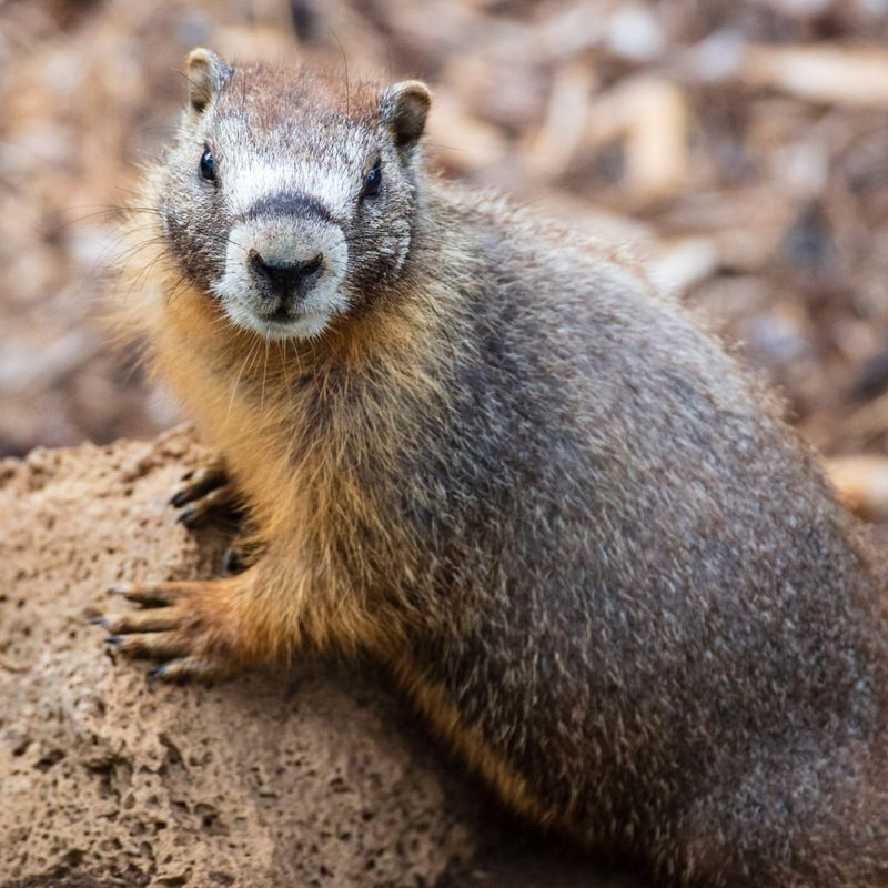 Marmot