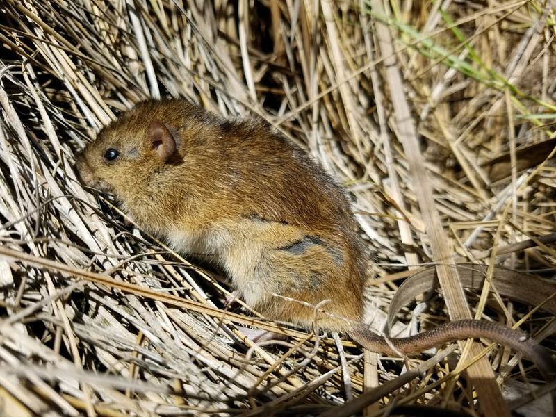 Marsh Rice Rat