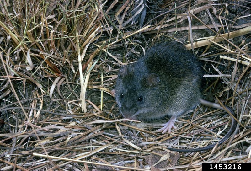 Marsh Rice Rat