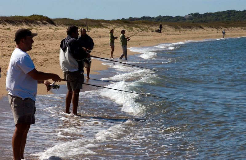 Martha's Vineyard's Monster Striped Bass