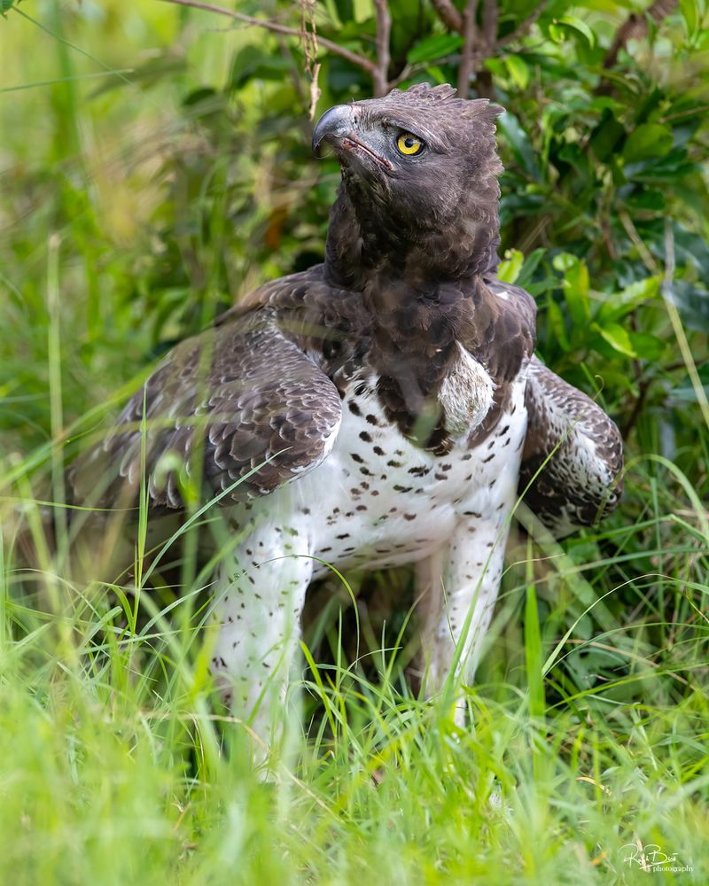 Martial Eagle