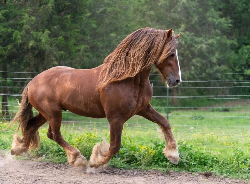 Friesian Horse