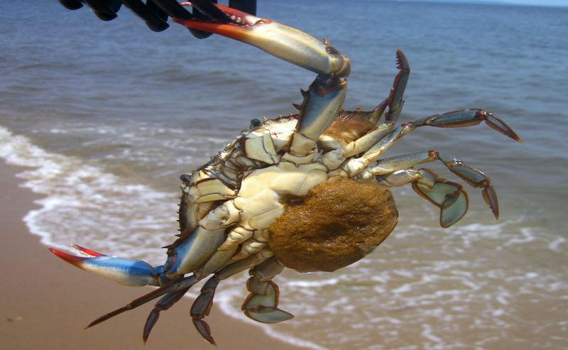 Maryland's Blue Crab