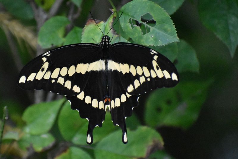 Maryland's Giant Black Swallowtail