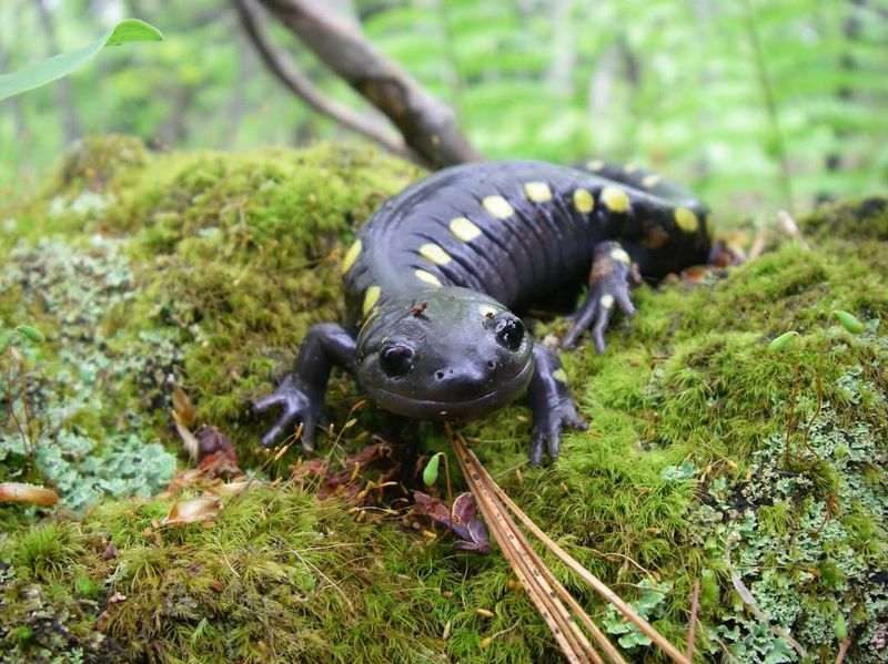 Maryland's Wetland Wonder: Spotted Salamander