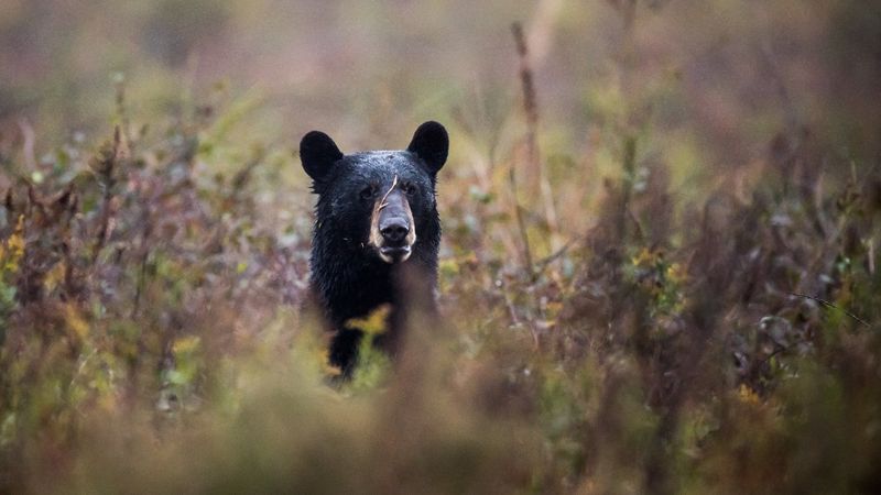 Maryland Bear