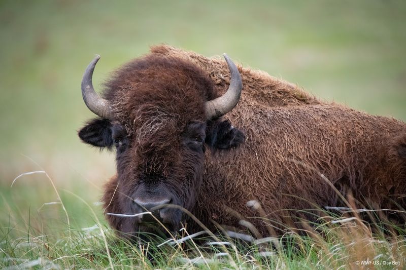 Maryland Bison