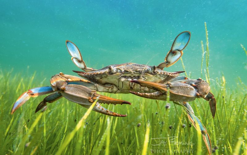 Maryland: Blue Crab