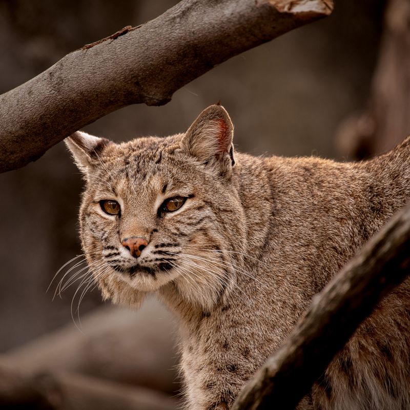 Maryland - Bobcat