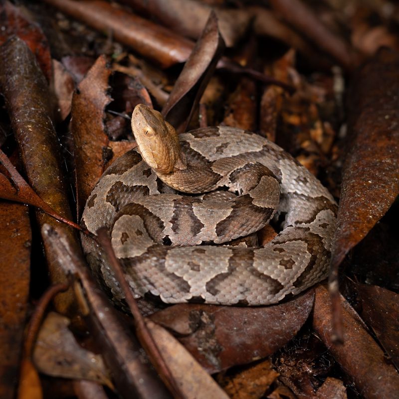 Maryland - Eastern Copperhead