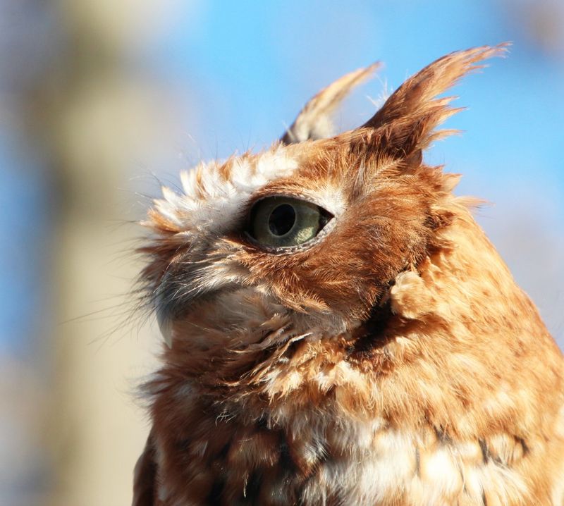 Maryland - Eastern Screech Owl