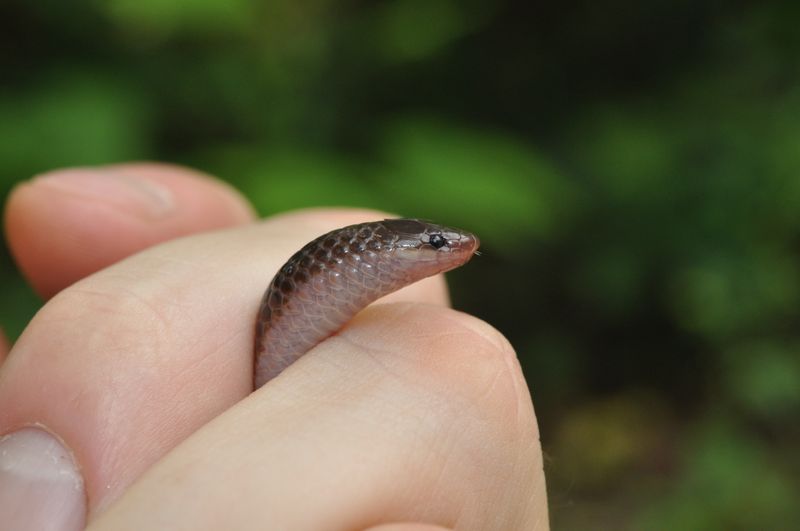 Maryland Eastern Worm Snake