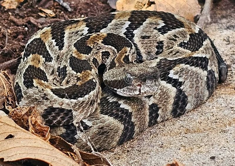 Maryland - Timber Rattlesnake