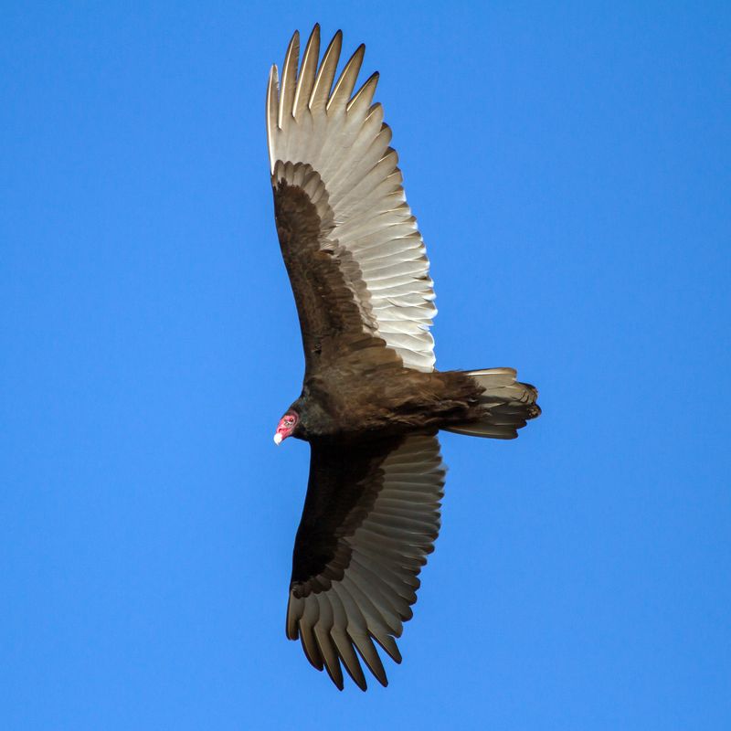 Maryland - Turkey Vulture