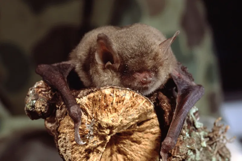 Maryland's Chesapeake Bats