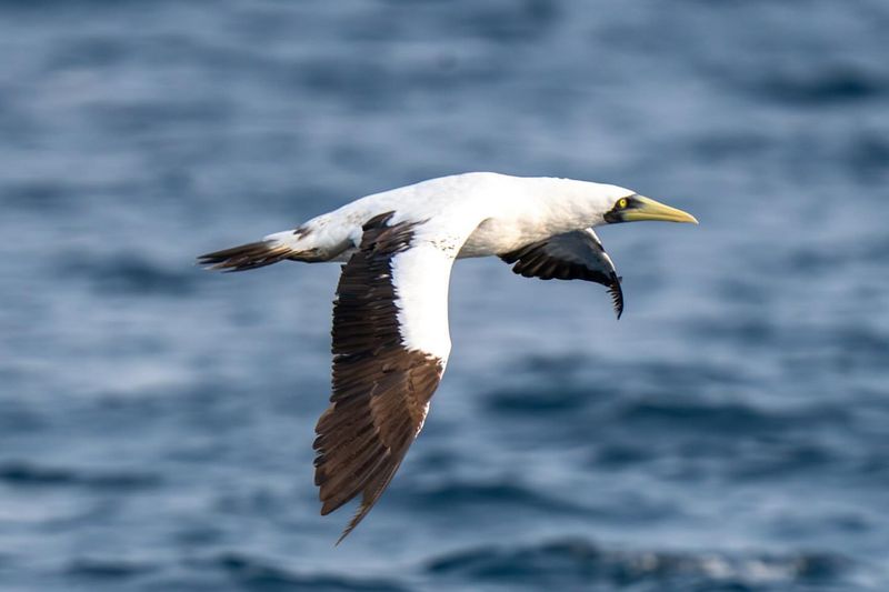 Masked Booby