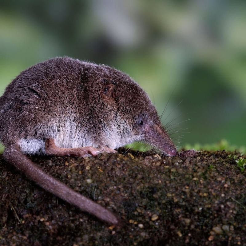 Masked Shrew