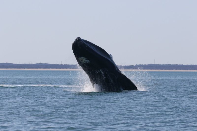 Massachusetts's North Atlantic Right Whale