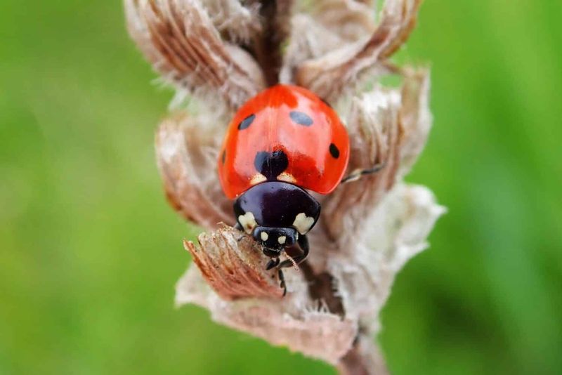 Massachusetts' Giant Ladybug