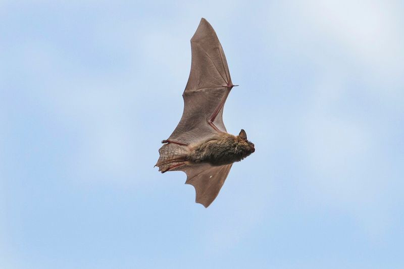 Massachusetts's Coastal Bats