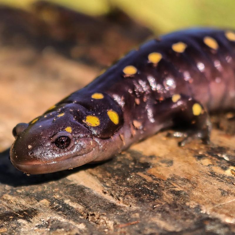 Massachusetts's Forest Enigma: Blue-spotted Salamander