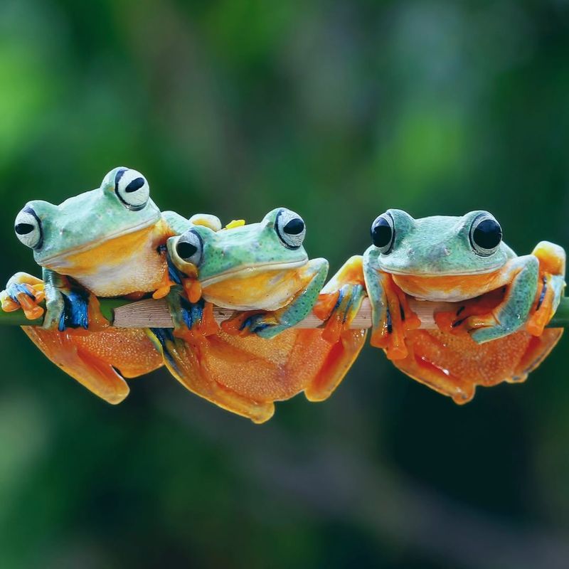 Massachusetts' Singing Frogs