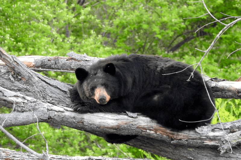 Massachusetts Bear