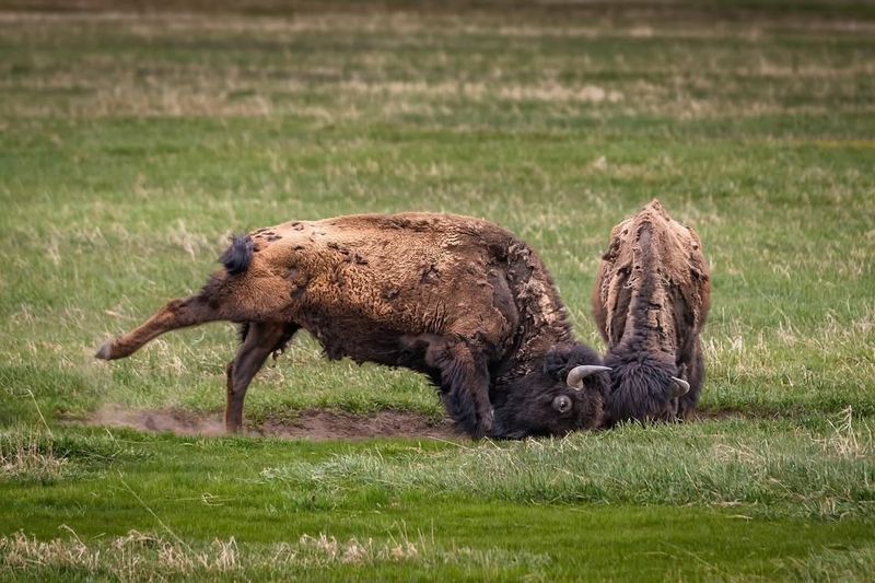 Massachusetts Bison