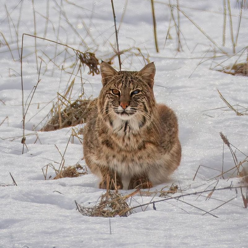 Massachusetts - Bobcat