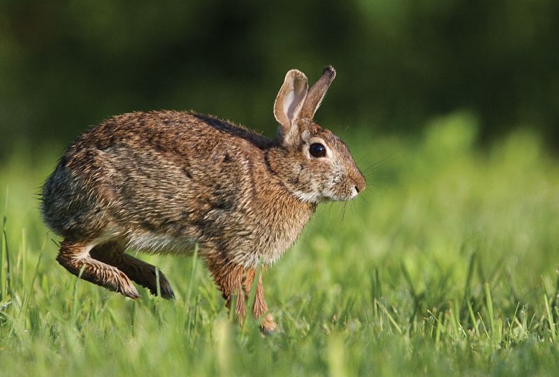 Massachusetts - Eastern Cottontail Rabbit