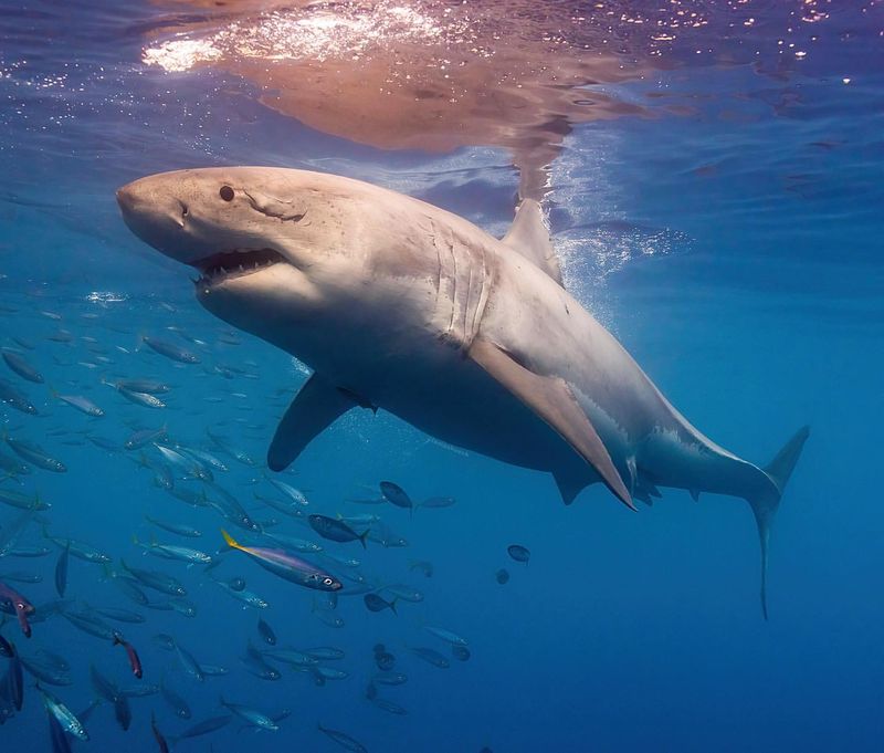 Massachusetts - Great White Sharks