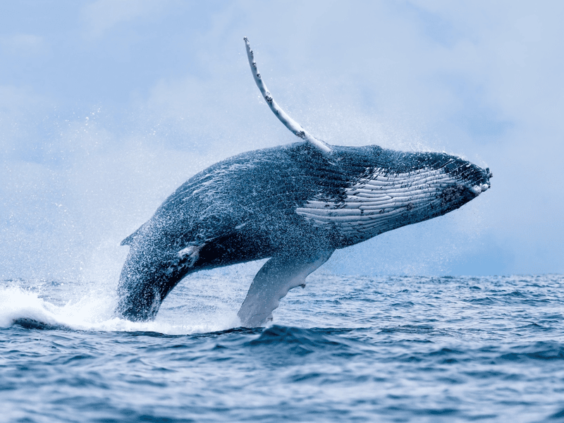 Massachusetts: Humpback Whale