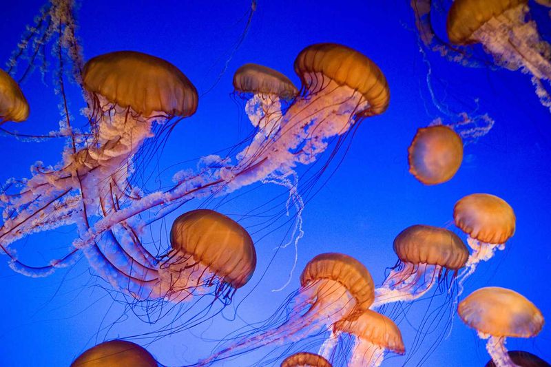 Massachusetts - The Massive Sea Nettle Jellyfish