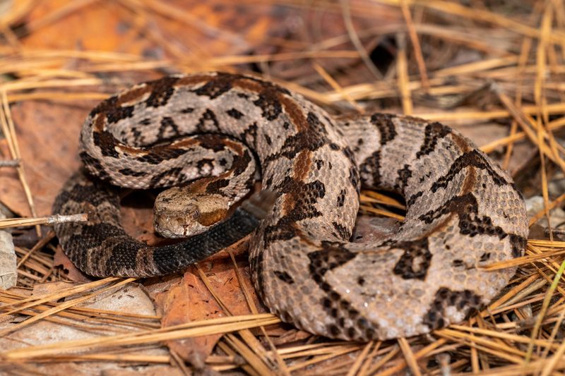 Massachusetts - Timber Rattlesnake