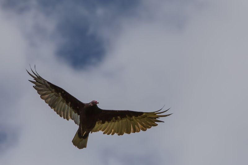 Massachusetts - Turkey Vulture