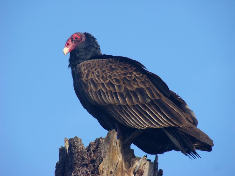 Massachusetts - Turkey Vulture