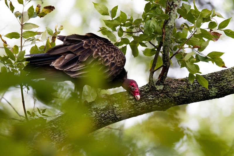 Massachusetts - Turkey Vulture