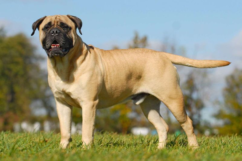 Mastiff